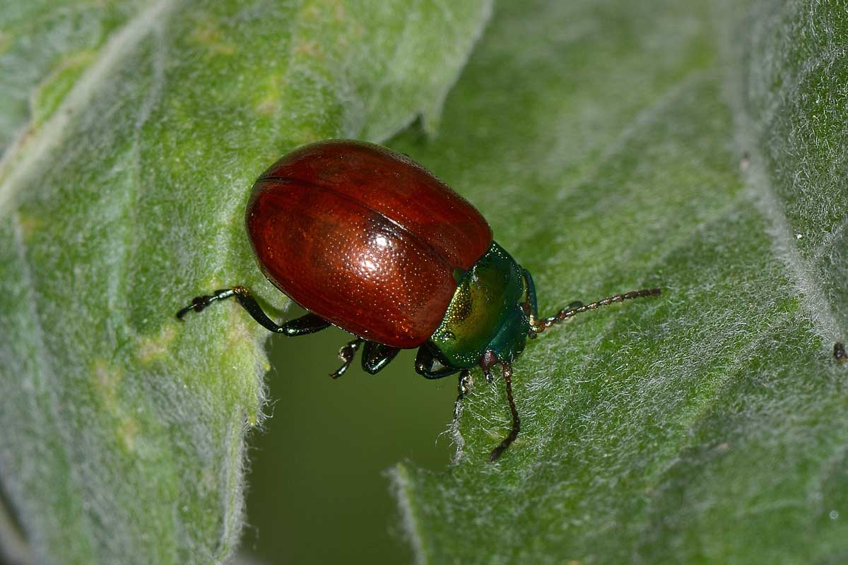 Chrysolina polita, Chrysomelidae
